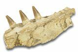 Fossil Mosasaur Jaw Section with Three Teeth - Morocco #270879-2